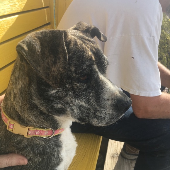 Meet your Posher, 4 Paws - Picture 7 of 8